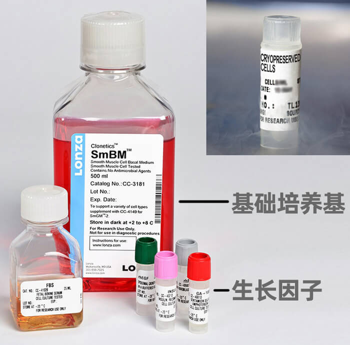 LONZA人肺動脈平滑肌細胞,用于原代培養,LONZA中國一級代理商