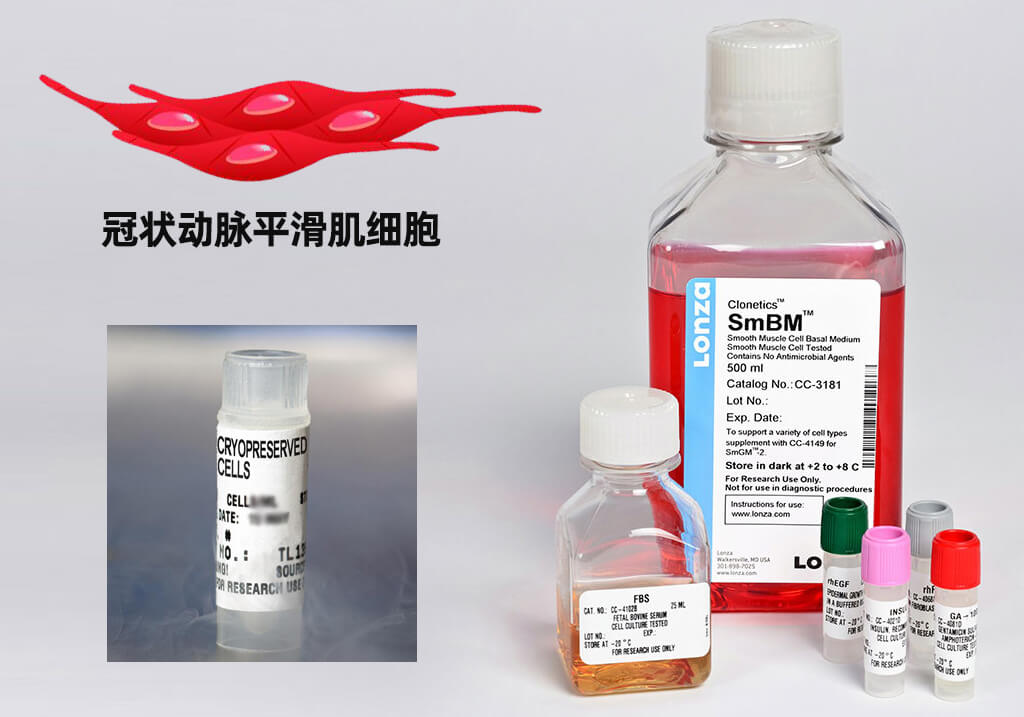 LONZA人冠狀動脈平滑肌細胞,用于原代培養,LONZA中國一級代理商