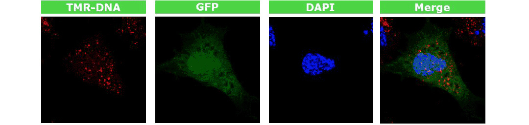 4D-nucleofectorDxDȾGFP|ٱ_