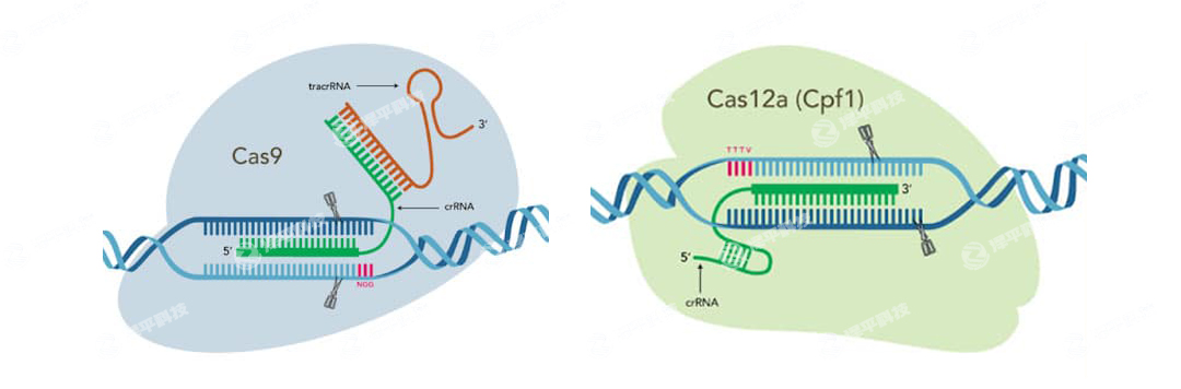 IDT Alt-R CRISPR-Cas9CRISPR-Cas12a (Cpf1) ݋ϵyߴ̱ƽ