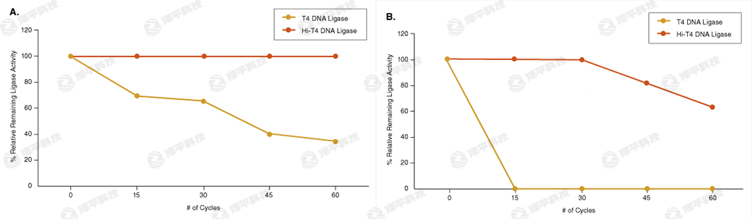 NEB Hi-T4 ͟DNABø Hi-T4 DNA Ligase؛̖(ho)M2622  ̱ƽ