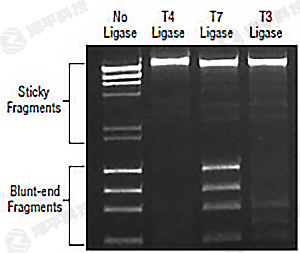 NEB T7 DNA Bø T7 DNA Ligase؛̖(ho)M0318 ̱ƽ