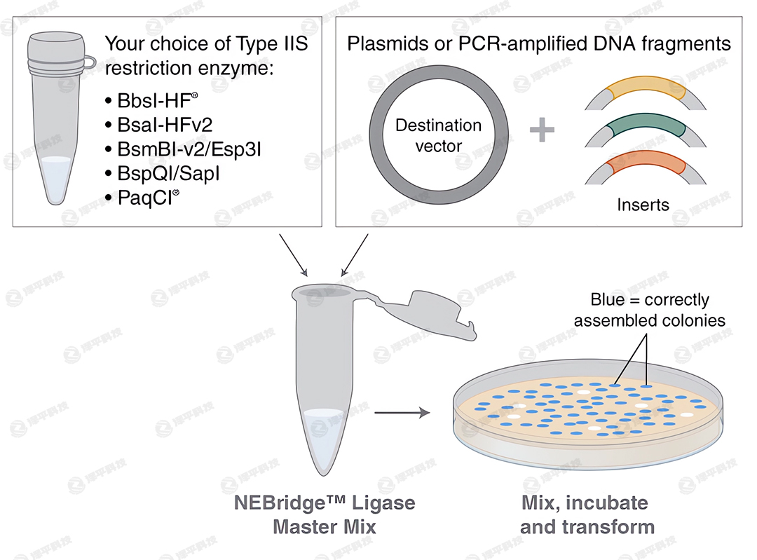 NEBridgeBøA(y)Һ NEBridge Ligase Master Mix؛̖(ho)M1100 ̱ƽ